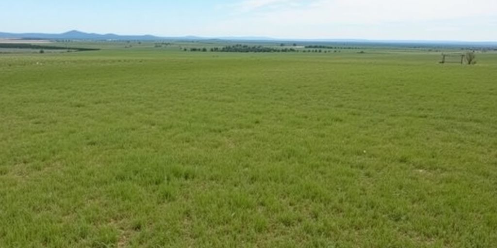 Scenic view of open Texas land and blue sky.